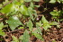  (Justicia japonica - DNAFR000931)  @11 [ ] Copyright (2014) Gujarat Biodiversity Gene Bank, GSBTM, DST, GoG Gujarat Biodiversity Gene Bank, GSBTM, DST, GoG