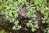  (Grona - DNAFR000940)  @11 [ ] Copyright (2014) Gujarat Biodiversity Gene Bank, GSBTM, DST, GoG Gujarat Biodiversity Gene Bank, GSBTM, DST, GoG