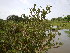  (Avicennia officinalis - DNAFR001293)  @11 [ ] Copyright (2015) Gujarat Biodiversity Gene Bank, GSBTM, DST, GoG Gujarat Biodiversity Gene Bank, GSBTM, DST, GoG
