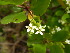  (Lumnitzera - DNAFR001294)  @11 [ ] Copyright (2015) Gujarat Biodiversity Gene Bank, GSBTM, DST, GoG Gujarat Biodiversity Gene Bank, GSBTM, DST, GoG