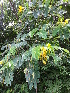  (Senna montana - DNAFR000922)  @11 [ ] Copyright (2014) Gujarat Biodiversity Gene Bank, GSBTM, DST, GoG Gujarat Biodiversity Gene Bank, GSBTM, DST, GoG