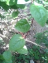  (Basellaceae - DNAFR000962)  @11 [ ] Copyright (2014) Gujarat Biodiversity Gene Bank, GSBTM, DST, GoG Gujarat Biodiversity Gene Bank, GSBTM, DST, GoG