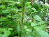  ( - DNAFR001086)  @11 [ ] Copyright (2015) Gujarat Biodiversity Gene Bank, GSBTM, DST, GoG Gujarat Biodiversity Gene Bank, GSBTM, DST, GoG
