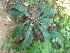  ( - DNAFR001089)  @11 [ ] Copyright (2015) Gujarat Biodiversity Gene Bank, GSBTM, DST, GoG Gujarat Biodiversity Gene Bank, GSBTM, DST, GoG