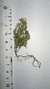  ( - DNAFR001111)  @11 [ ] Copyright (2015) Gujarat Biodiversity Gene Bank, GSBTM, DST, GoG Gujarat Biodiversity Gene Bank, GSBTM, DST, GoG