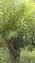  ( - DNAFR001334)  @11 [ ] Copyright (2015) Gujarat Biodiversity Gene Bank, GSBTM, DST, GoG Gujarat Biodiversity Gene Bank, GSBTM, DST, GoG
