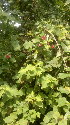  ( - DNAFR001115)  @11 [ ] Copyright (2015) Gujarat Biodiversity Gene Bank, GSBTM, DST, GoG Gujarat Biodiversity Gene Bank, GSBTM, DST, GoG