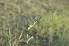  ( - DNAFR001399)  @11 [ ] Copyright (2016) Gujarat Biodiversity Gene Bank, GSBTM, DST, GoG Gujarat Biodiversity Gene Bank, GSBTM, DST, GoG