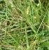  (Fimbristylis schoenoides - DNAFR000906)  @11 [ ] Copyright (2014) Gujarat Biodiversity Gene Bank, GSBTM, DST, GoG Gujarat Biodiversity Gene Bank, GSBTM, DST, GoG