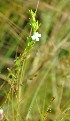  (Striga angustifolia - DNAFR000988)  @11 [ ] Copyright (2015) Gujarat Biodiversity Gene Bank, GSBTM, DST, GoG Gujarat Biodiversity Gene Bank, GSBTM, DST, GoG