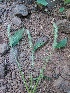  (Justicia gendarussa - DNAFR001025)  @11 [ ] Copyright (2015) Gujarat Biodiversity Gene Bank, GSBTM, DST, GoG Gujarat Biodiversity Gene Bank, GSBTM, DST, GoG