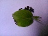  (Didymocarpus - DNAFR001286)  @11 [ ] Copyright (2015) Gujarat Biodiversity Gene Bank, GSBTM, DST, GoG Gujarat Biodiversity Gene Bank, GSBTM, DST, GoG