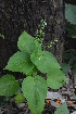  (Plectranthus mollis - DNAFR001177)  @11 [ ] Copyright (2015) Gujarat Biodiversity Gene Bank, GSBTM, DST, GoG Gujarat Biodiversity Gene Bank, GSBTM, DST, GoG