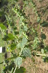  ( - DNAFR001180)  @11 [ ] Copyright (2015) Gujarat Biodiversity Gene Bank, GSBTM, DST, GoG Gujarat Biodiversity Gene Bank, GSBTM, DST, GoG
