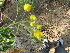 ( - DNAFR001231)  @11 [ ] Copyright (2015) Gujarat Biodiversity Gene Bank, GSBTM, DST, GoG Gujarat Biodiversity Gene Bank, GSBTM, DST, GoG