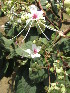  (Clerodendrum infortunatum - DNAFR001233)  @11 [ ] Copyright (2015) Gujarat Biodiversity Gene Bank, GSBTM, DST, GoG Gujarat Biodiversity Gene Bank, GSBTM, DST, GoG