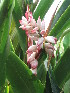  ( - DNAFR001235)  @11 [ ] Copyright (2015) Gujarat Biodiversity Gene Bank, GSBTM, DST, GoG Gujarat Biodiversity Gene Bank, GSBTM, DST, GoG