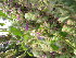 ( - DNAFR001236)  @11 [ ] Copyright (2015) Gujarat Biodiversity Gene Bank, GSBTM, DST, GoG Gujarat Biodiversity Gene Bank, GSBTM, DST, GoG