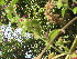  ( - DNAFR001237)  @11 [ ] Copyright (2015) Gujarat Biodiversity Gene Bank, GSBTM, DST, GoG Gujarat Biodiversity Gene Bank, GSBTM, DST, GoG