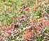  ( - DNAFR001356)  @11 [ ] Copyright (2015) Gujarat Biodiversity Gene Bank, GSBTM, DST, GoG Gujarat Biodiversity Gene Bank, GSBTM, DST, GoG