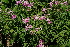  (Bignonia nocturna - DNAFR001357)  @11 [ ] Copyright (2015) Gujarat Biodiversity Gene Bank, GSBTM, DST, GoG Gujarat Biodiversity Gene Bank, GSBTM, DST, GoG
