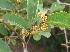  ( - DNAFR001242)  @11 [ ] Copyright (2015) Gujarat Biodiversity Gene Bank, GSBTM, DST, GoG Gujarat Biodiversity Gene Bank, GSBTM, DST, GoG