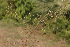  (Oldenlandia lancifolia - DNAFR000864)  @11 [ ] Copyright (2014) Gujarat Biodiversity Gene Bank, GSBTM, DST, GoG Gujarat Biodiversity Gene Bank, GSBTM, DST, GoG