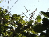  (Spatholobus - DNAFR001103)  @11 [ ] Copyright (2015) Gujarat Biodiversity Gene Bank, GSBTM, DST, GoG Gujarat Biodiversity Gene Bank, GSBTM, DST, GoG