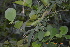  (Atylosia platycarpus - DNAFR001259)  @11 [ ] Copyright (2015) Gujarat Biodiversity Gene Bank, GSBTM, DST, GoG Gujarat Biodiversity Gene Bank, GSBTM, DST, GoG