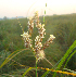  ( - DNAFR001094)  @11 [ ] Copyright (2015) Gujarat Biodiversity Gene Bank, GSBTM, DST, GoG Gujarat Biodiversity Gene Bank, GSBTM, DST, GoG