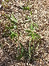  ( - DNAFR001040)  @11 [ ] Copyright (2015) Gujarat Biodiversity Gene Bank, GSBTM, DST, GoG Gujarat Biodiversity Gene Bank, GSBTM, DST, GoG