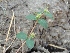  ( - DNAFR001067)  @11 [ ] Copyright (2015) Gujarat Biodiversity Gene Bank, GSBTM, DST, GoG Gujarat Biodiversity Gene Bank, GSBTM, DST, GoG