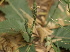  (Elytraria - DNAFR001068)  @11 [ ] Copyright (2015) Gujarat Biodiversity Gene Bank, GSBTM, DST, GoG Gujarat Biodiversity Gene Bank, GSBTM, DST, GoG