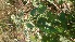  ( - DNAFR001070)  @11 [ ] Copyright (2015) Gujarat Biodiversity Gene Bank, GSBTM, DST, GoG Gujarat Biodiversity Gene Bank, GSBTM, DST, GoG