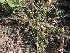  ( - DNAFR001206)  @11 [ ] Copyright (2015) Gujarat Biodiversity Gene Bank, GSBTM, DST, GoG Gujarat Biodiversity Gene Bank, GSBTM, DST, GoG