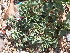  ( - DNAFR001043)  @11 [ ] Copyright (2015) Gujarat Biodiversity Gene Bank, GSBTM, DST, GoG Gujarat Biodiversity Gene Bank, GSBTM, DST, GoG