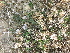  ( - DNAFR001044)  @11 [ ] Copyright (2015) Gujarat Biodiversity Gene Bank, GSBTM, DST, GoG Gujarat Biodiversity Gene Bank, GSBTM, DST, GoG
