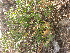  ( - DNAFR001048)  @11 [ ] Copyright (2015) Gujarat Biodiversity Gene Bank, GSBTM, DST, GoG Gujarat Biodiversity Gene Bank, GSBTM, DST, GoG