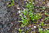 (Eriocaulon eurypeplon - DNAFR001343)  @11 [ ] Copyright (2015) Gujarat Biodiversity Gene Bank, GSBTM, DST, GoG Gujarat Biodiversity Gene Bank, GSBTM, DST, GoG