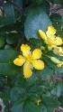  ( - DNAFR001266)  @11 [ ] Copyright (2015) Gujarat Biodiversity Gene Bank, GSBTM, DST, GoG Gujarat Biodiversity Gene Bank, GSBTM, DST, GoG