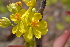  (Ochna obtusata - DNAFR001311)  @11 [ ] Copyright (2015) Gujarat Biodiversity Gene Bank, GSBTM, DST, GoG Gujarat Biodiversity Gene Bank, GSBTM, DST, GoG