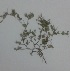  ( - DNAFR001267)  @11 [ ] Copyright (2015) Gujarat Biodiversity Gene Bank, GSBTM, DST, GoG Gujarat Biodiversity Gene Bank, GSBTM, DST, GoG