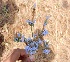 (Lavandula bipinnata - DNAFR001341)  @11 [ ] Copyright (2015) Gujarat Biodiversity Gene Bank, GSBTM, DST, GoG Gujarat Biodiversity Gene Bank, GSBTM, DST, GoG