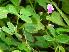  (Grona triflora - DNAFR001272)  @11 [ ] Copyright (2015) Gujarat Biodiversity Gene Bank, GSBTM, DST, GoG Gujarat Biodiversity Gene Bank, GSBTM, DST, GoG