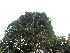  ( - DNAFR001278)  @11 [ ] Copyright (2015) Gujarat Biodiversity Gene Bank, GSBTM, DST, GoG Gujarat Biodiversity Gene Bank, GSBTM, DST, GoG