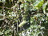  ( - DNAFR001278)  @11 [ ] Copyright (2015) Gujarat Biodiversity Gene Bank, GSBTM, DST, GoG Gujarat Biodiversity Gene Bank, GSBTM, DST, GoG