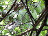  ( - DNAFR001278)  @11 [ ] Copyright (2015) Gujarat Biodiversity Gene Bank, GSBTM, DST, GoG Gujarat Biodiversity Gene Bank, GSBTM, DST, GoG