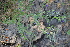  (Stemodia - DNAFR001339)  @11 [ ] Copyright (2015) Gujarat Biodiversity Gene Bank, GSBTM, DST, GoG Gujarat Biodiversity Gene Bank, GSBTM, DST, GoG