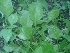  ( - DNAFR001079)  @11 [ ] Copyright (2015) Gujarat Biodiversity Gene Bank, GSBTM, DST, GoG Gujarat Biodiversity Gene Bank, GSBTM, DST, GoG