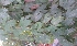  ( - DNAFR001120)  @11 [ ] Copyright (2015) Gujarat Biodiversity Gene Bank, GSBTM, DST, GoG Gujarat Biodiversity Gene Bank, GSBTM, DST, GoG